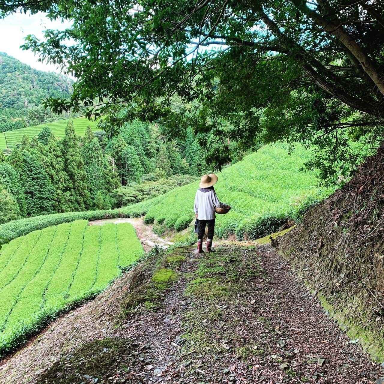 Walking path on the tea farm