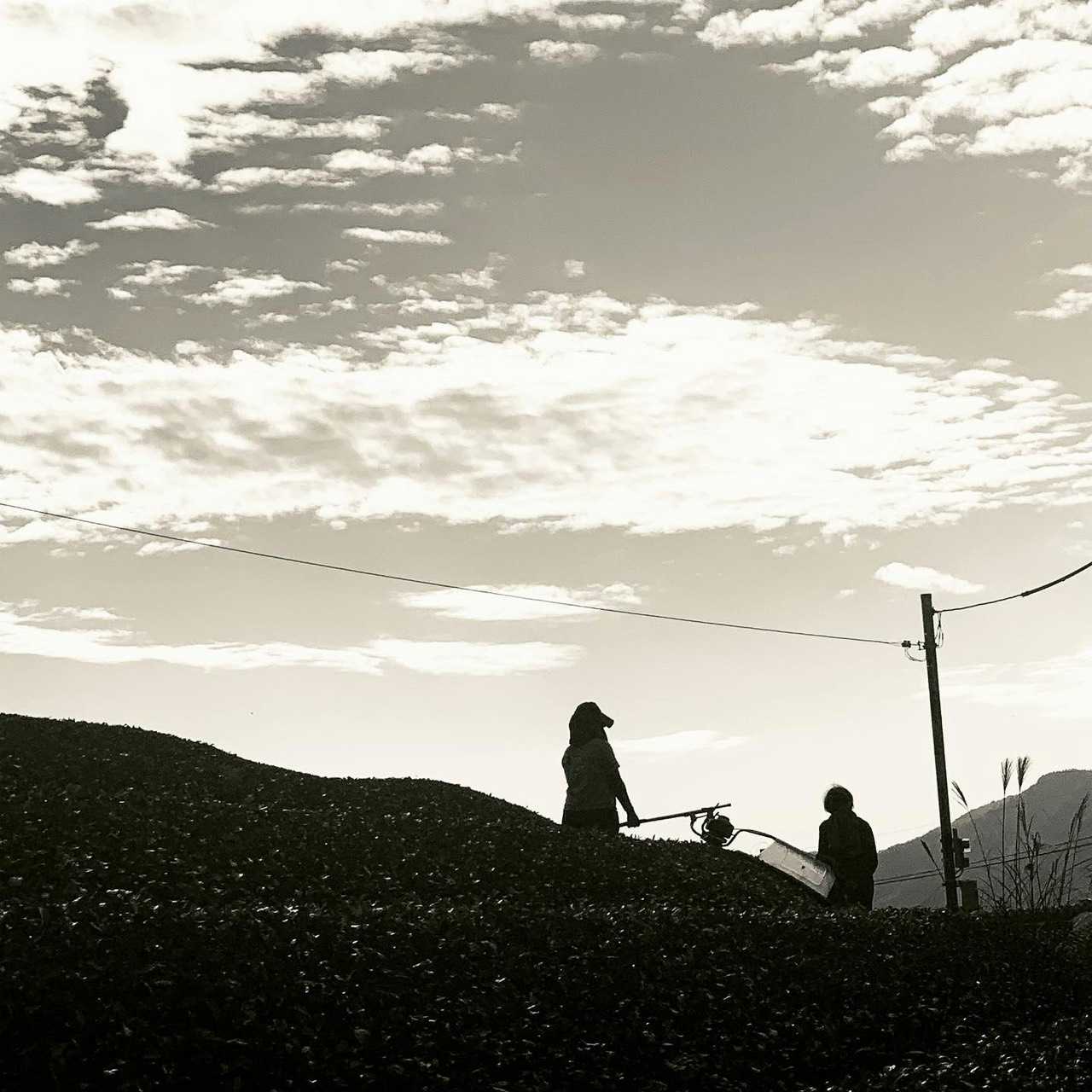 Black and white silhouette of women harvesting tea leaves